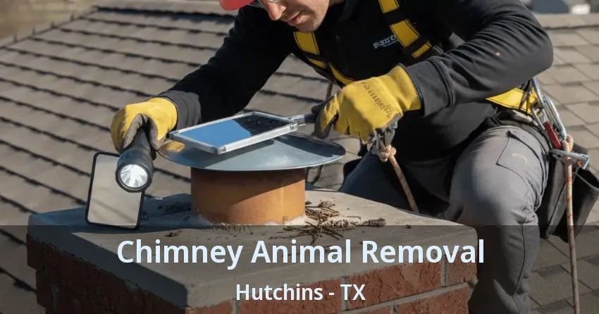 Chimney Animal Removal Hutchins - TX